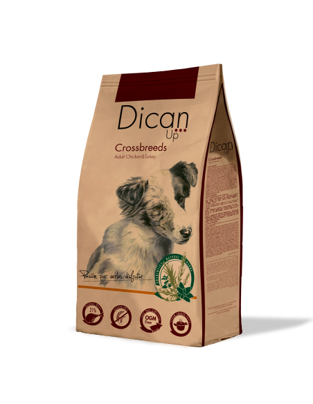 Dican Up Crossbreeds (Adult) |Dogs| Dibaq