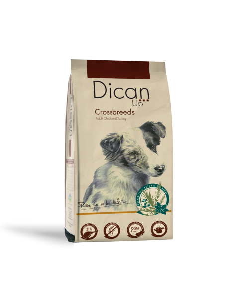 Dican Up Crossbreeds (Adult) |Dogs| Dibaq