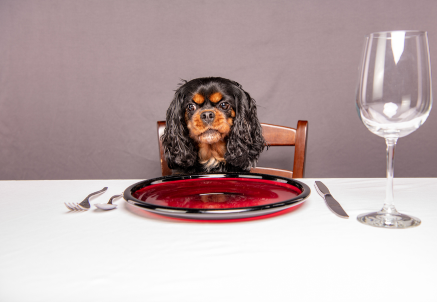 Safe human food for pets