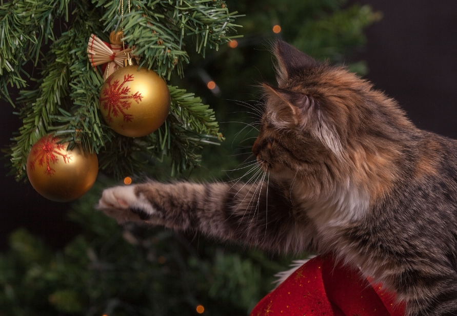 Dangers of Christmas decorations