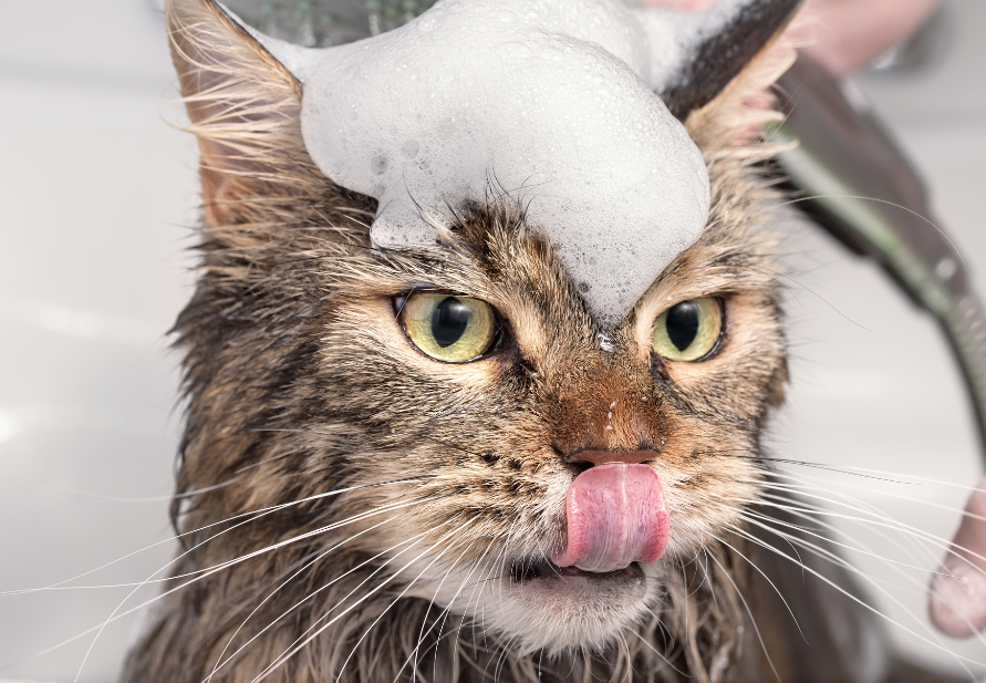 take care of my cat's fur