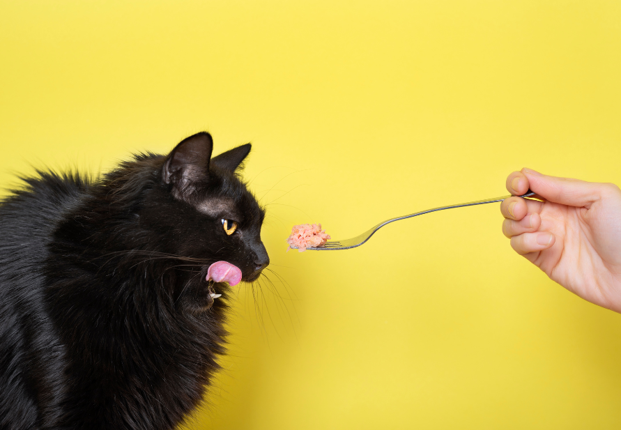 Safe human food for pets