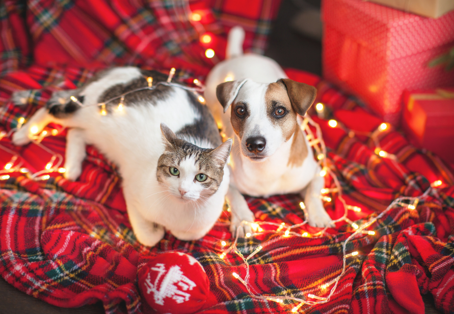 Dangers of Christmas decorations