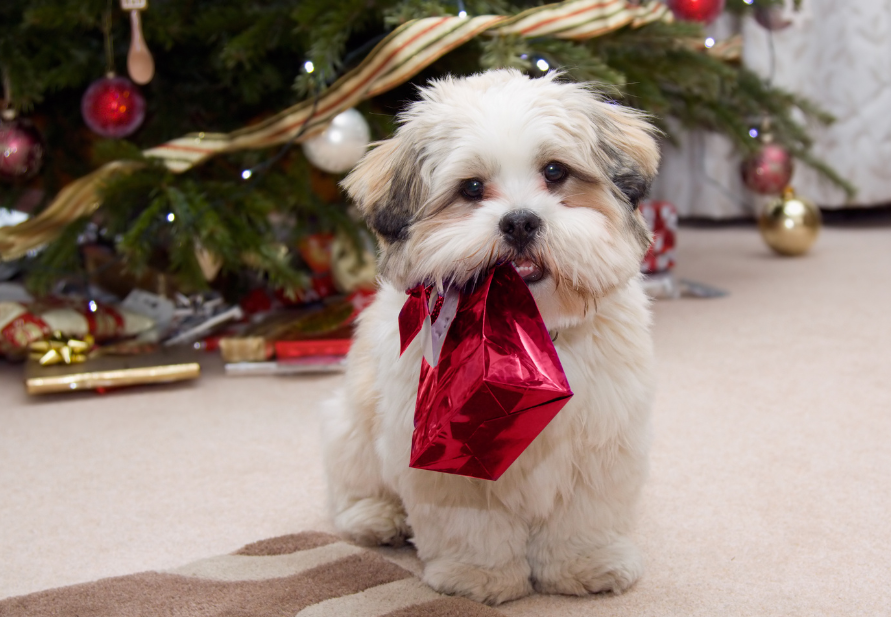 nougat and sweets for dogs