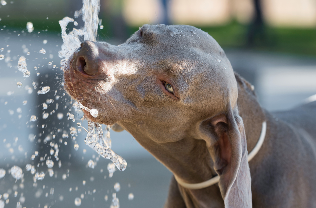 mascota en verano