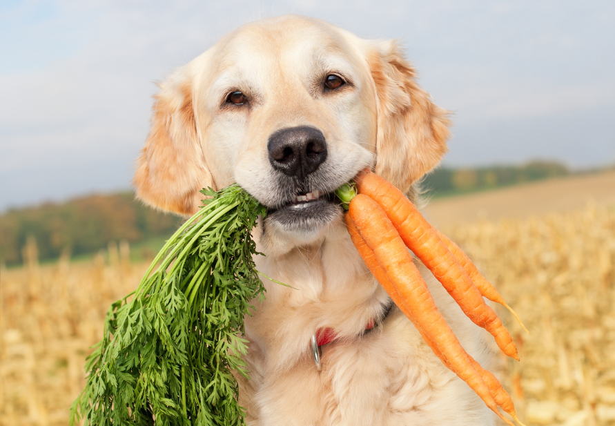 Safe human food for pets
