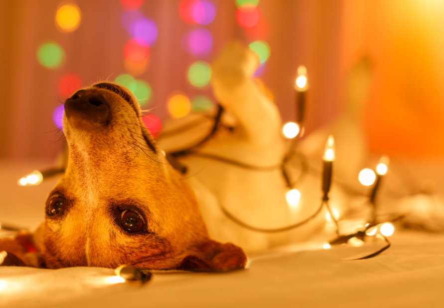 Dangers of Christmas decorations