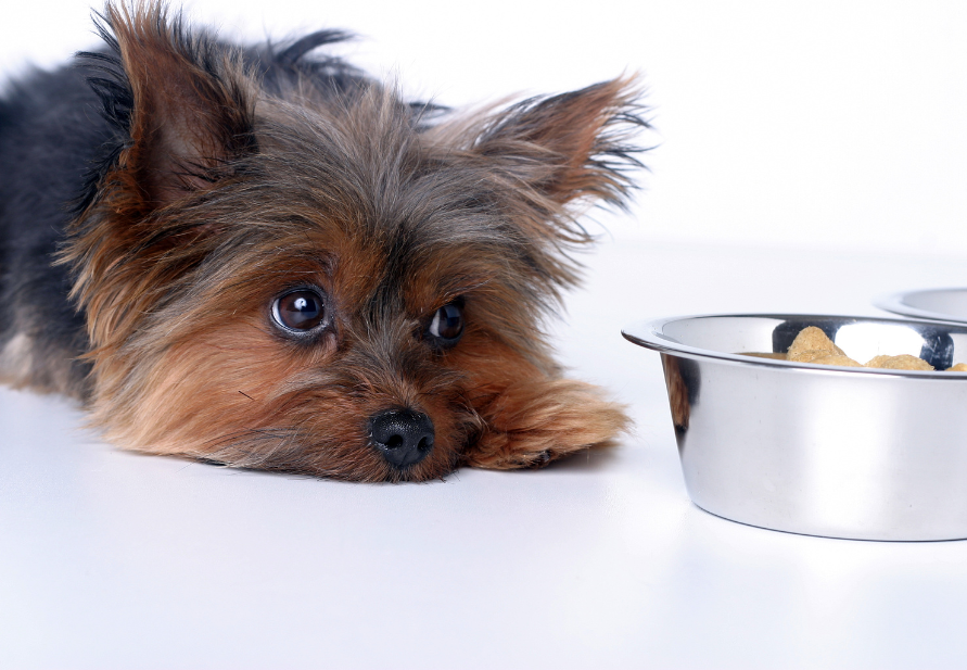 dogs with diabetes