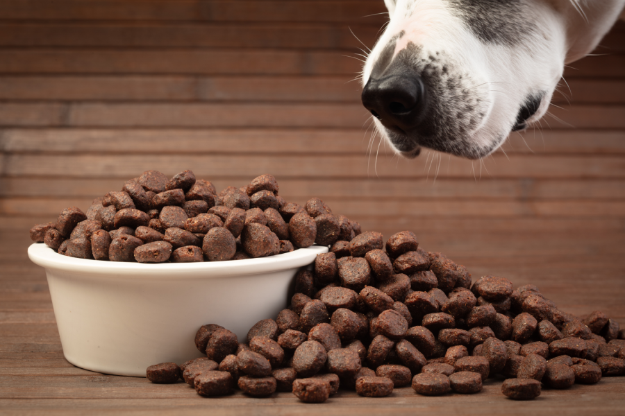 dry dog food