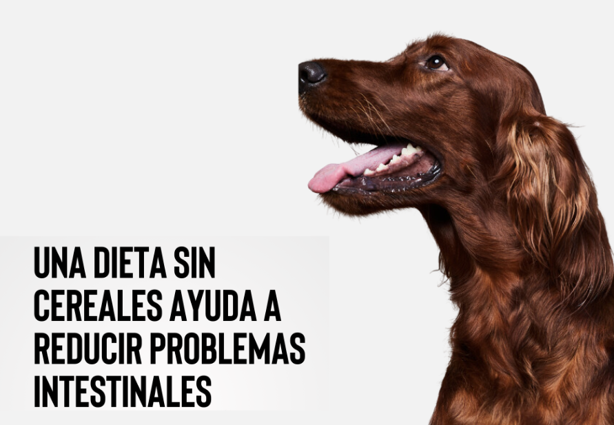 grain-free dog food