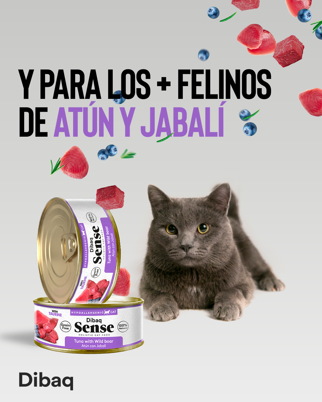 Latas selvagens de atum e javali Dibaq