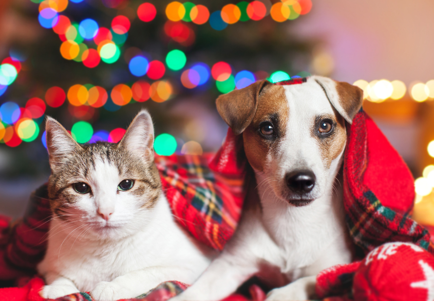 Nutrição animal no Natal