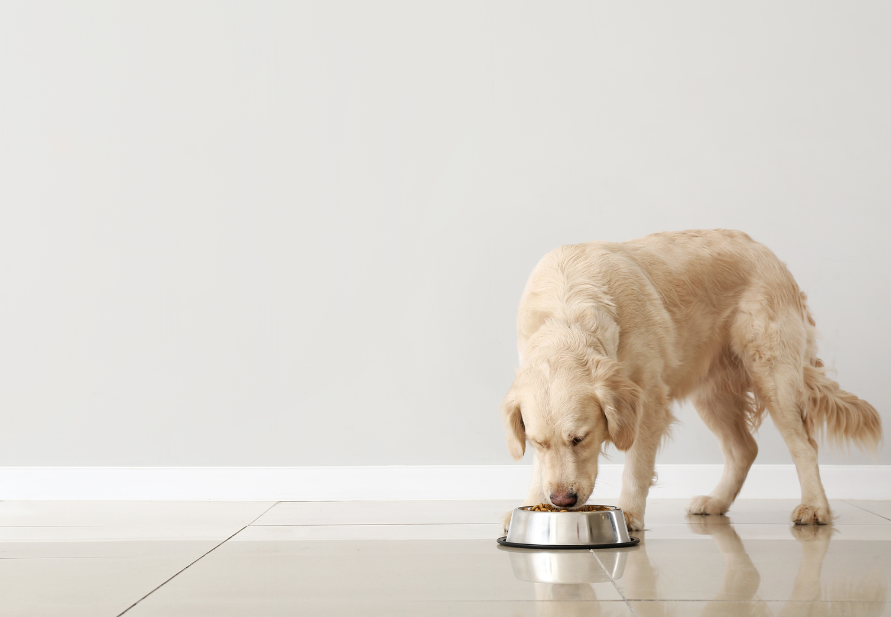 Ômega 3 para cães