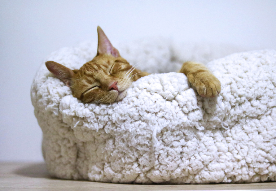 How the cold affects your cat