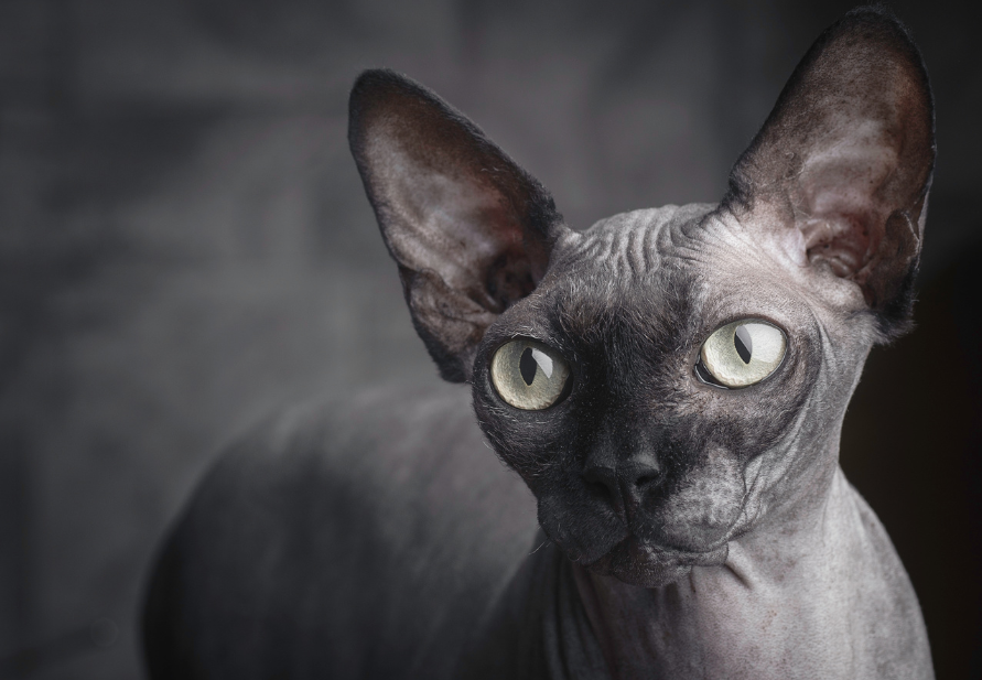 How the cold affects your cat