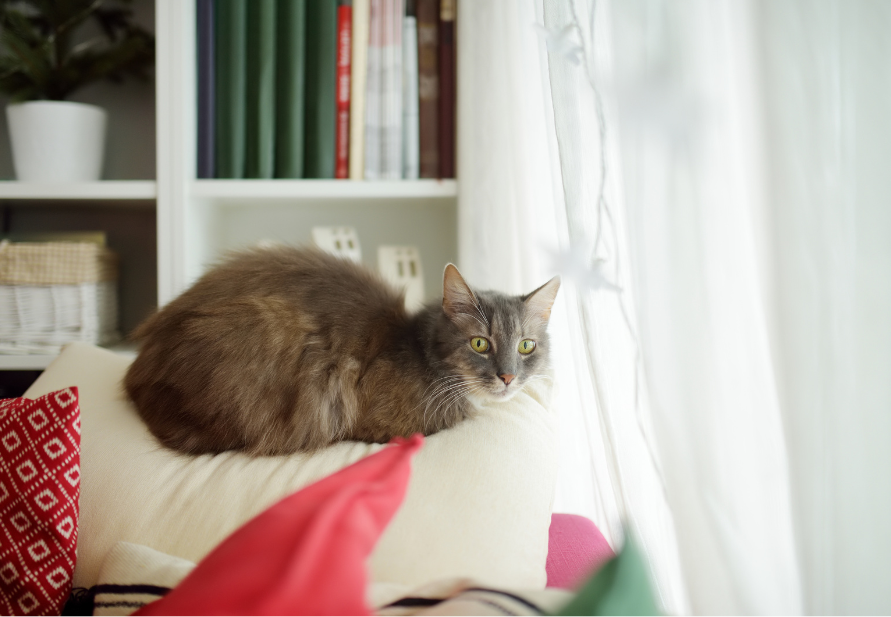 How the cold affects your cat