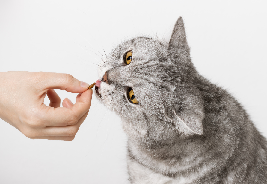 the best cat food