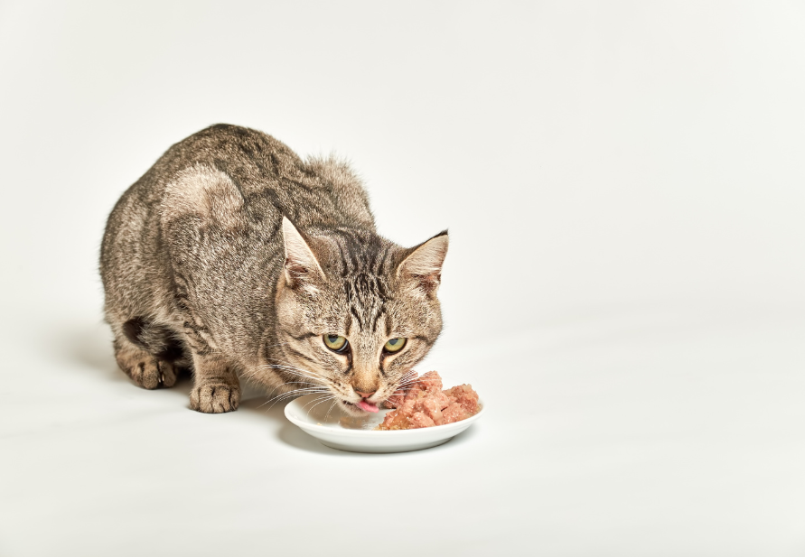 the best cat food