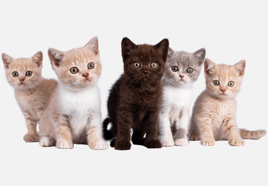 Ração para gatos de acordo com a idade