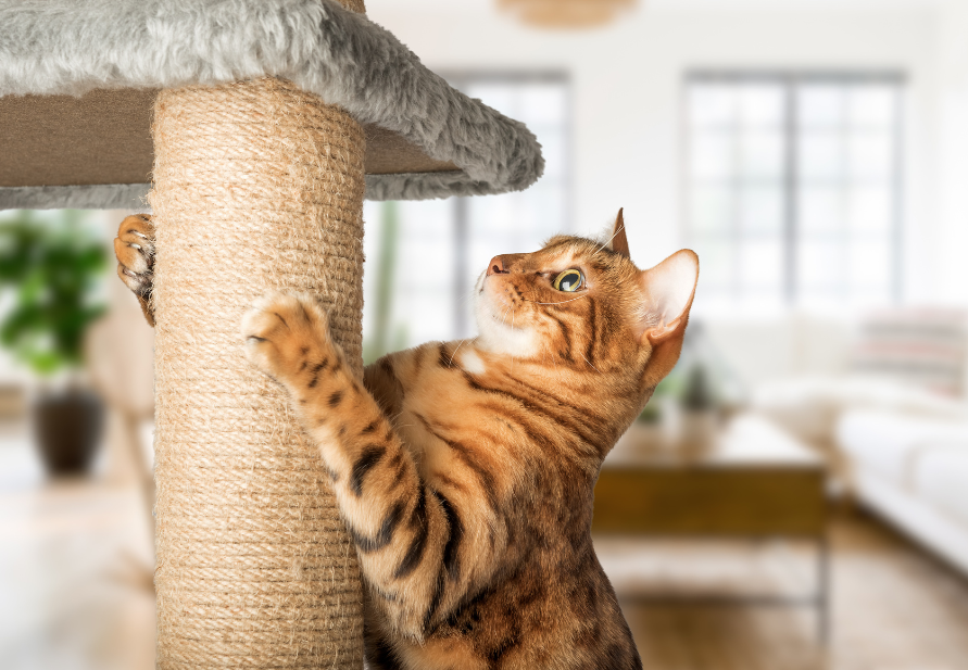 Ração para gatos de acordo com a idade