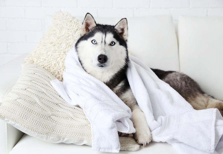 dor nas articulações em cães mais velhos