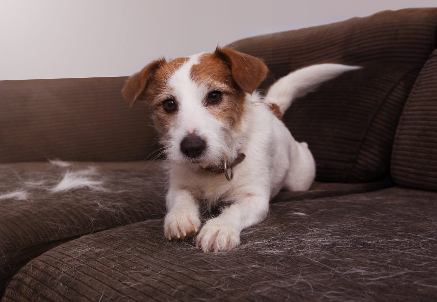 Hair shedding in dogs