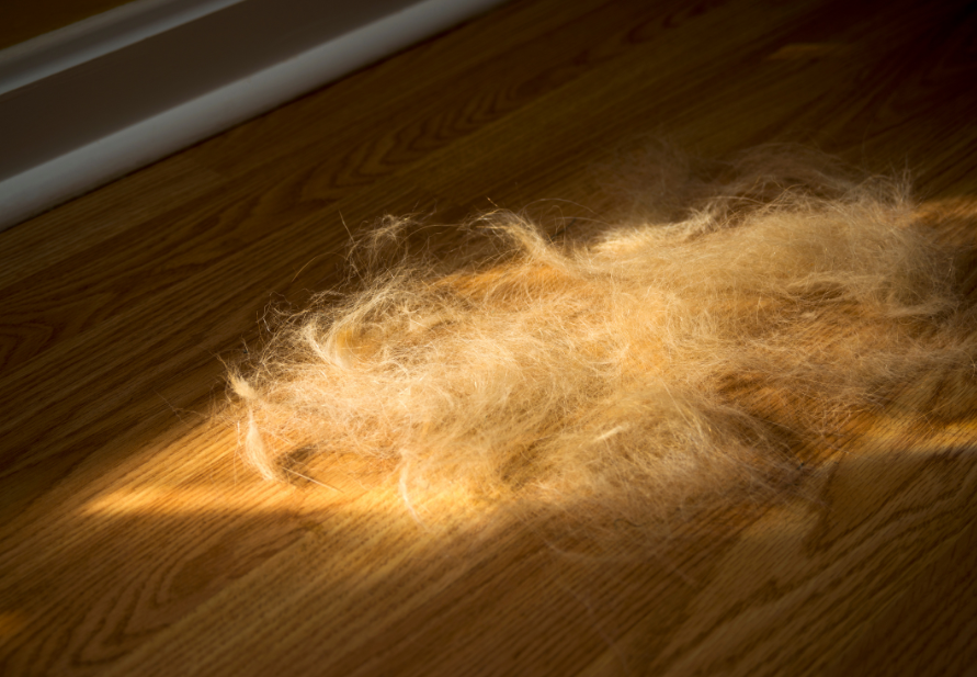 hair shedding in cats