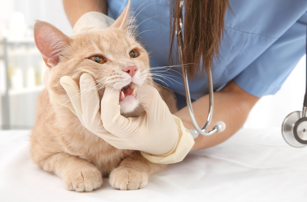Higiene dental para gatos