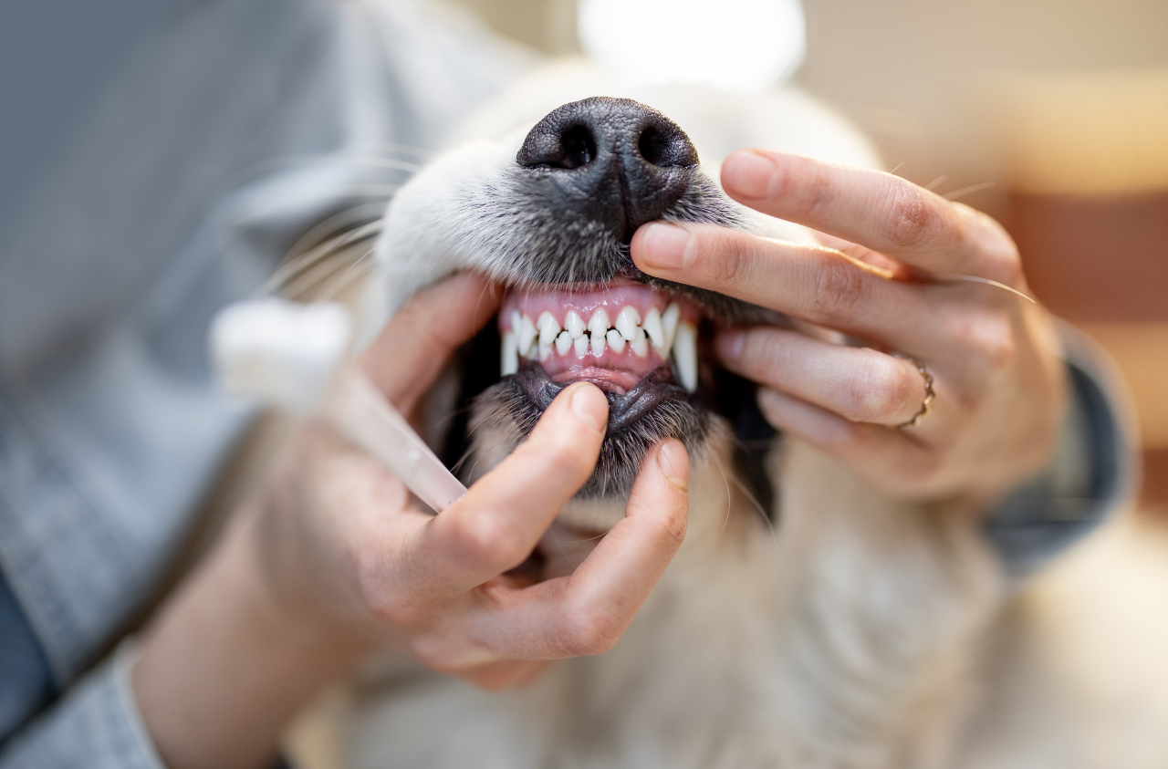 Higiene dental para animais de estimação