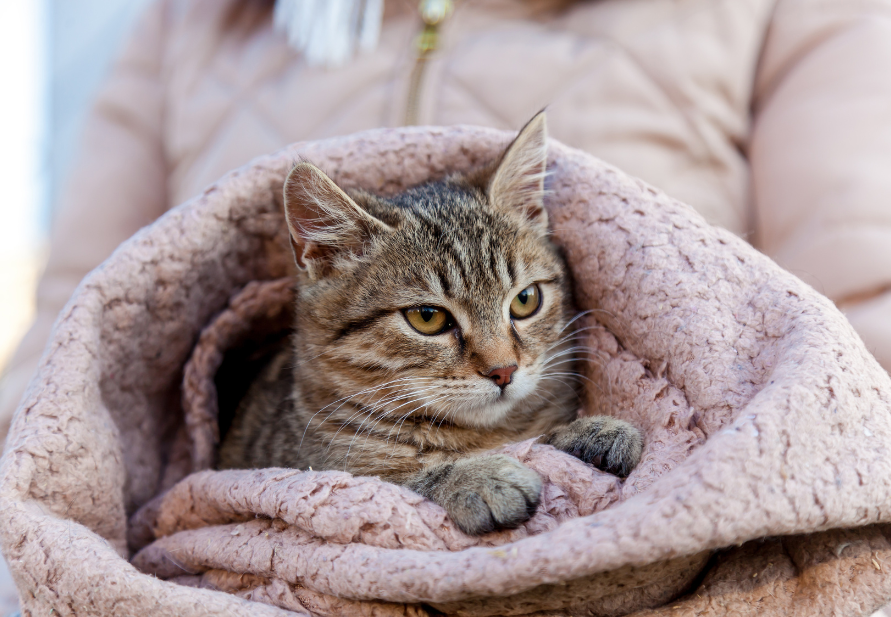 pet in autumn