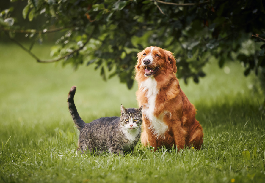 Pet in autumn