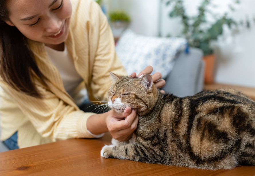 Comemore o Dia dos Namorados com seu animal de estimação