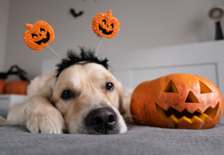 Halloween and pets