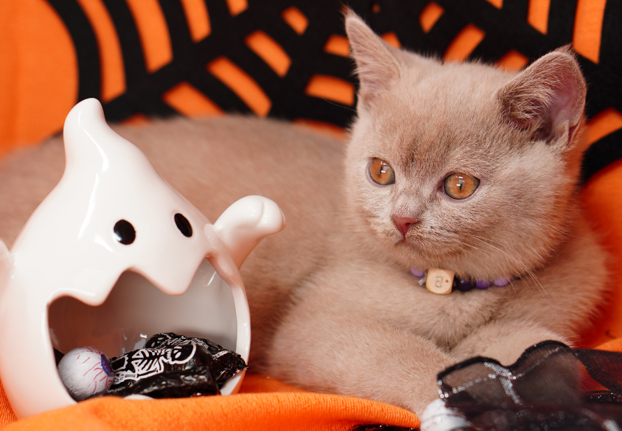 Halloween and cat