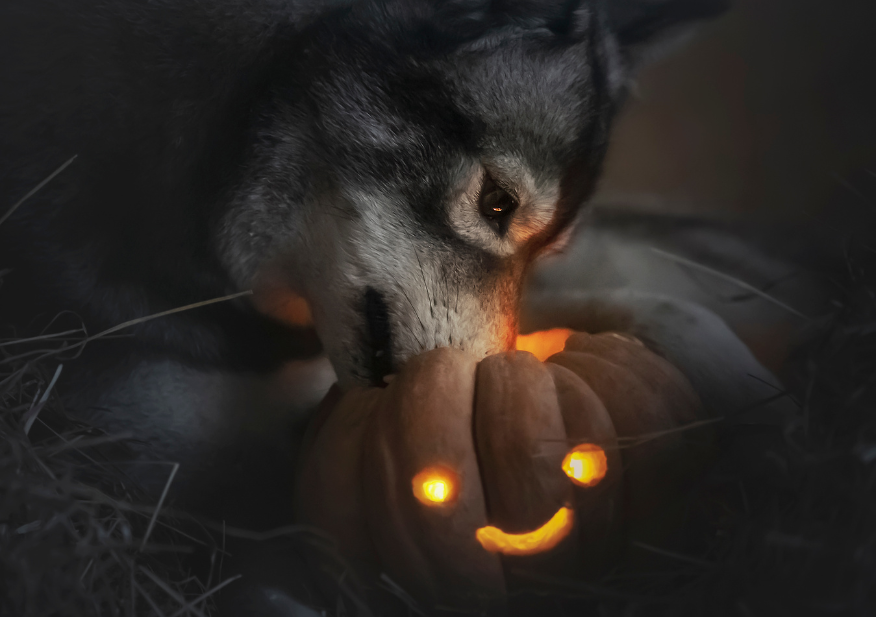Halloween and dogs