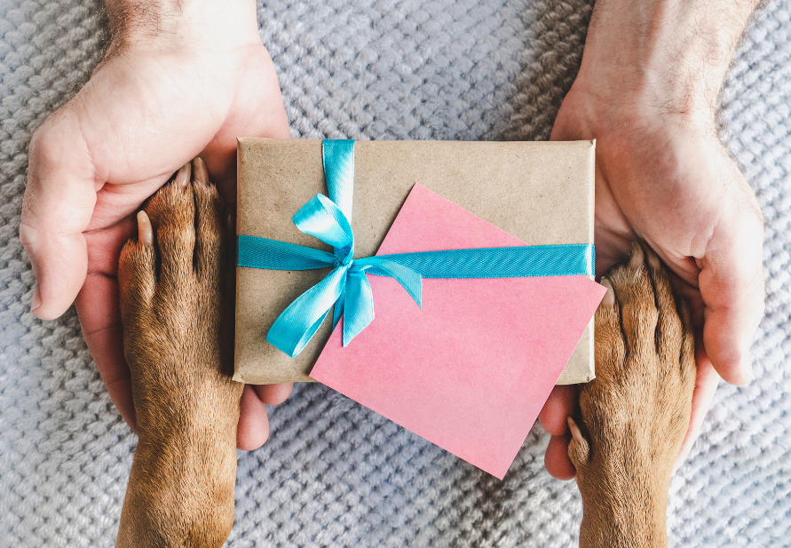 presentes para animais de estimação