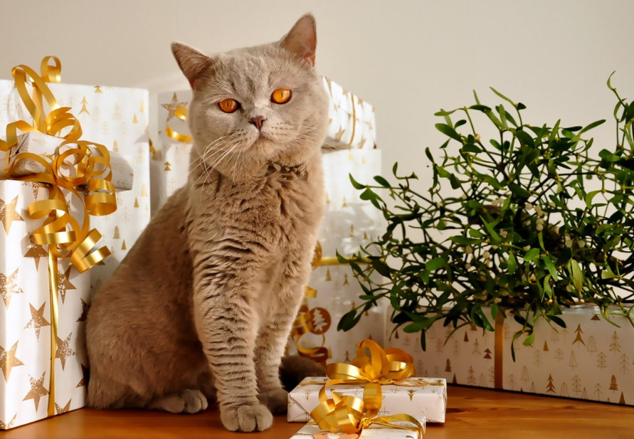 presentes para animais de estimação