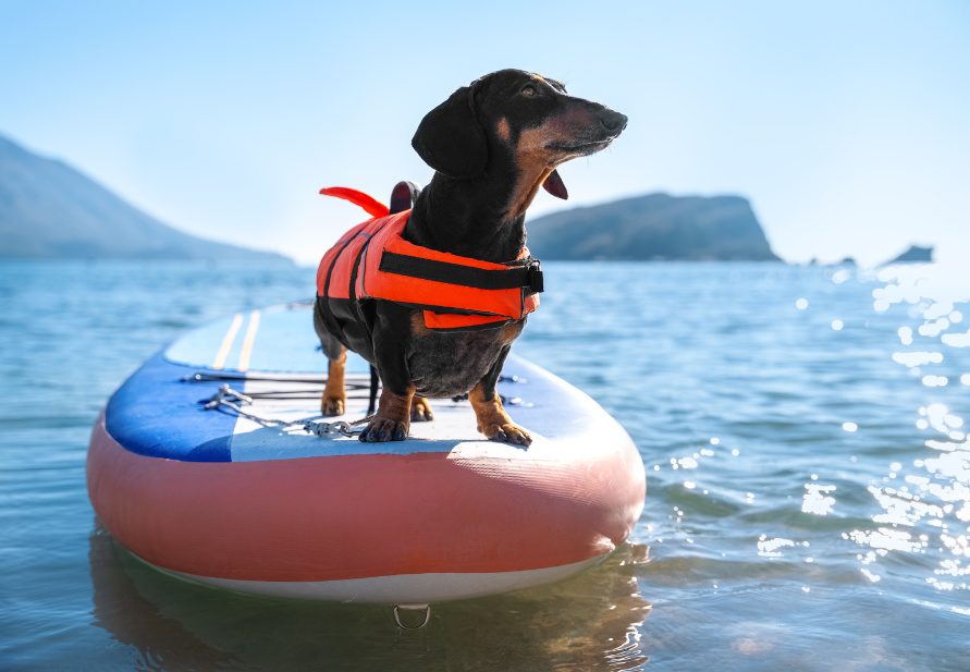 Pet safety in the water
