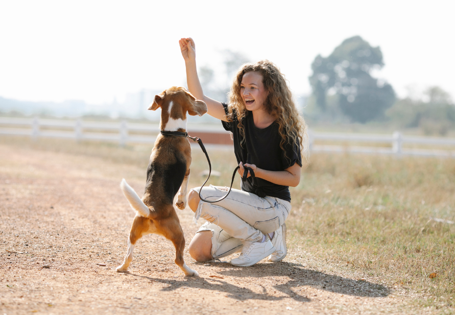 petiscos para cães