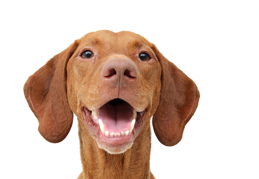 Petiscos funcionais para cães