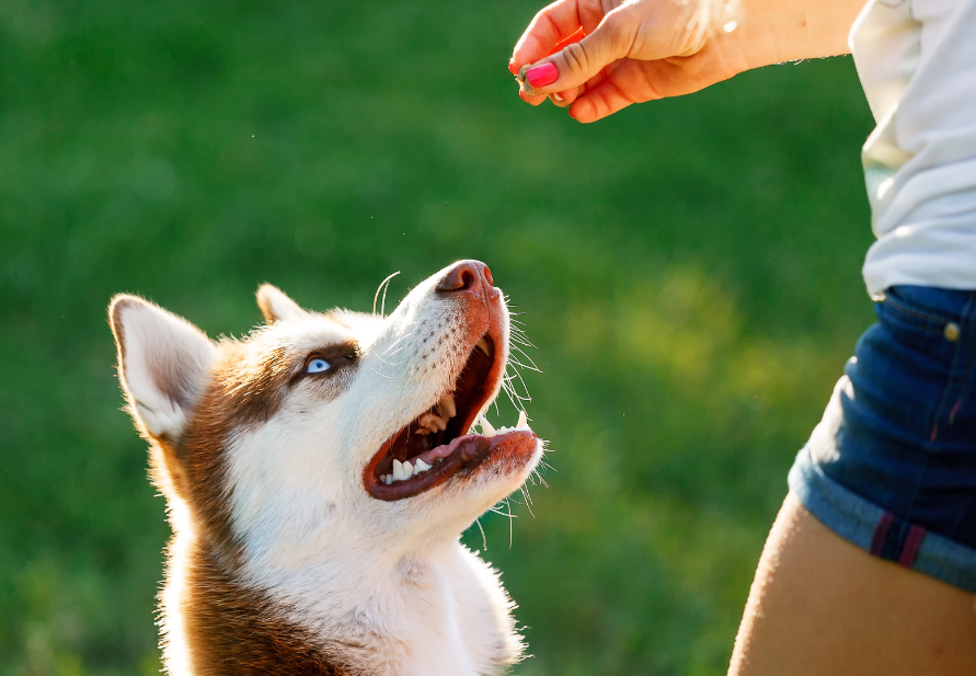 Petiscos para cães