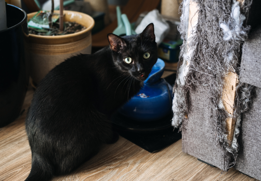 cat separation anxiety