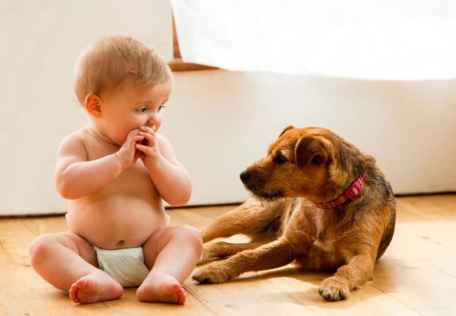 benefícios dos animais de estimação para a saúde humana