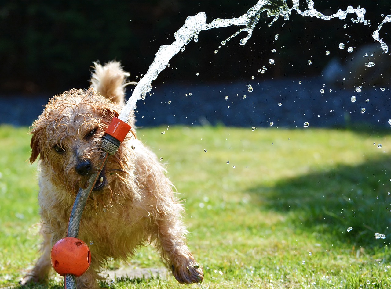 refrescar a tu mascota