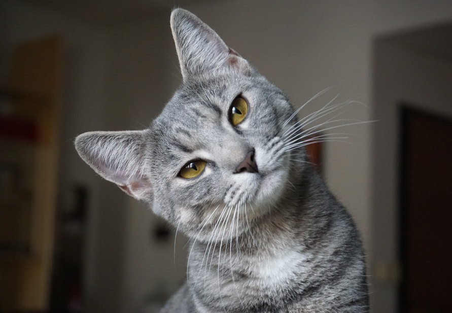 the best food for neutered cats