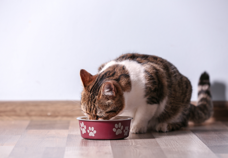 the best food for neutered cats