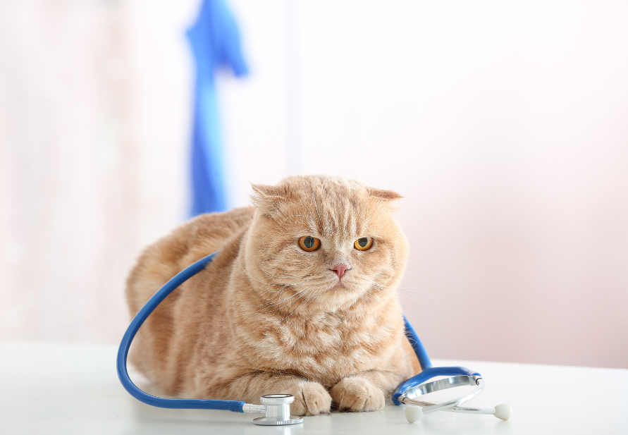 cats with kidney problems