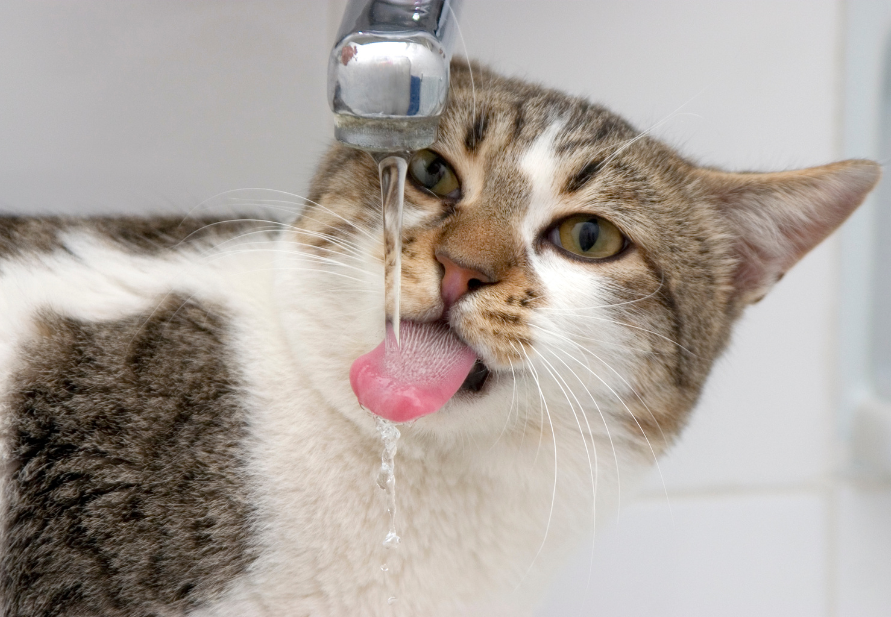 cats with kidney problems