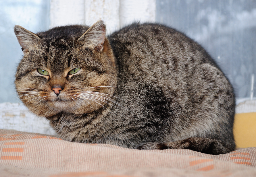 overweight cats