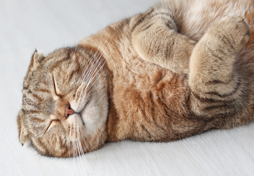 overweight cats